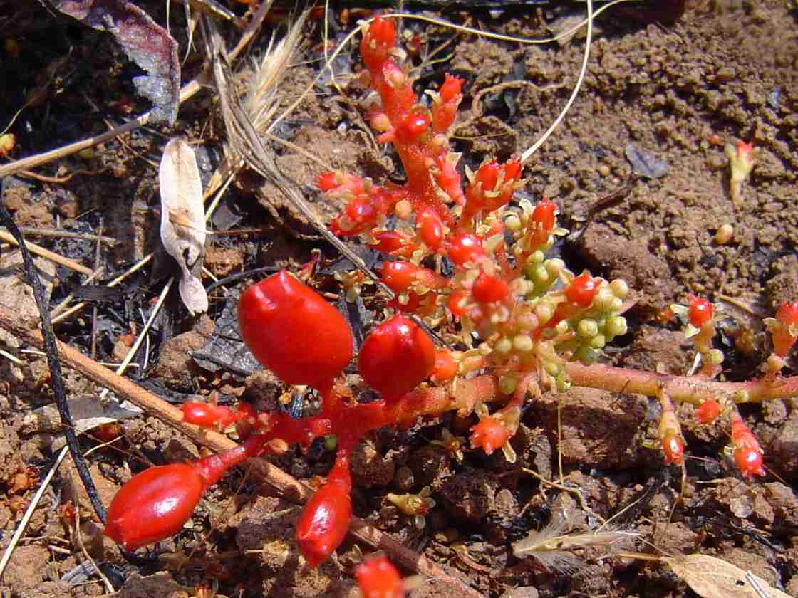 Lannea edulis var. edulis