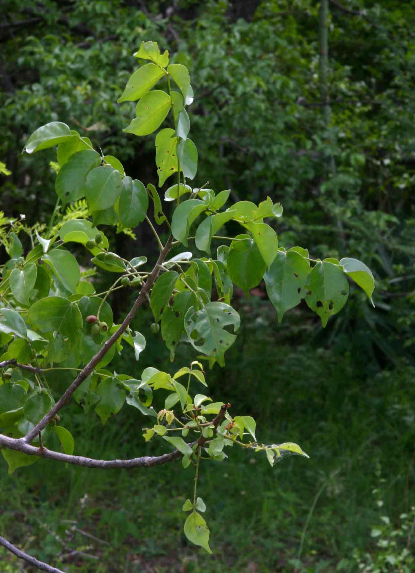 Lannea schweinfurthii var. stuhlmannii