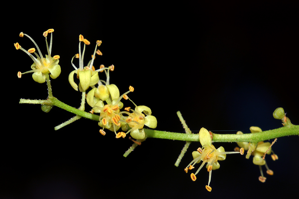 Lannea schweinfurthii var. stuhlmannii