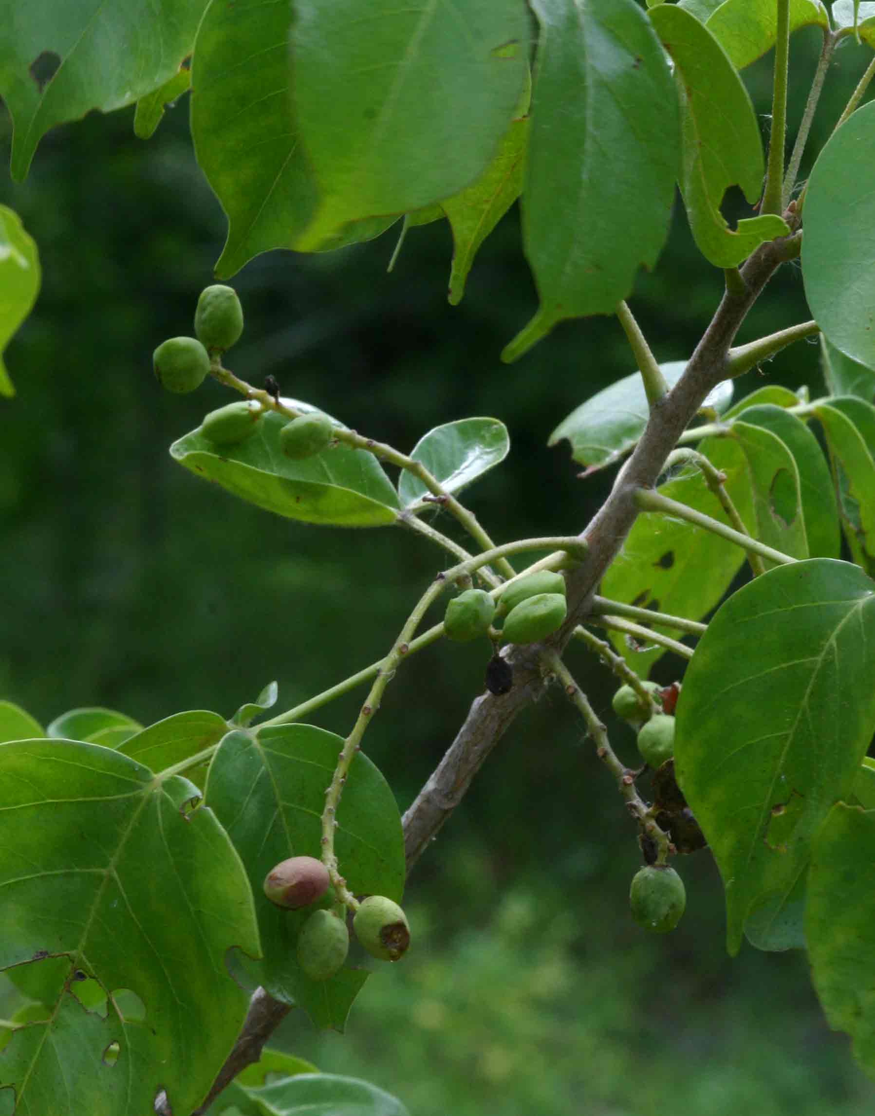 Lannea schweinfurthii var. stuhlmannii