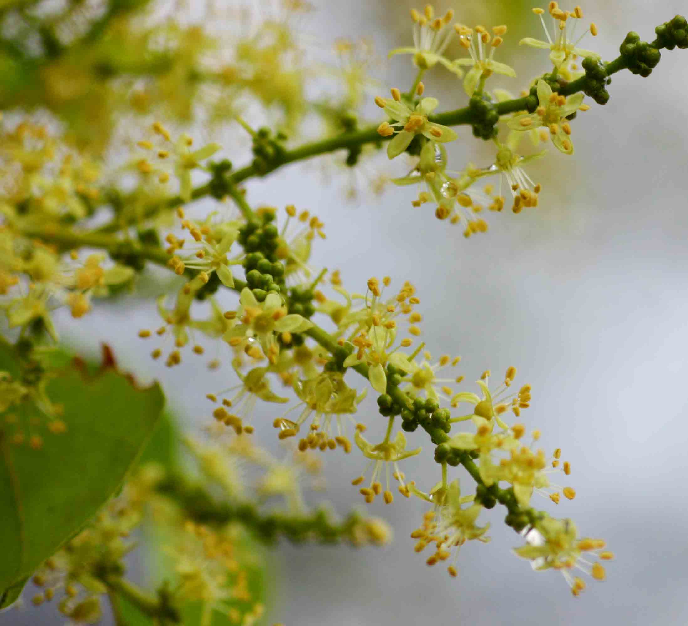 Lannea schweinfurthii var. stuhlmannii