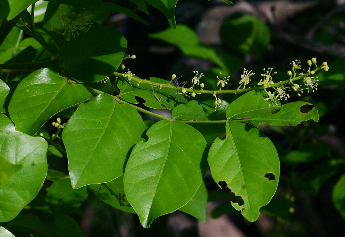 Lannea schweinfurthii var. stuhlmannii