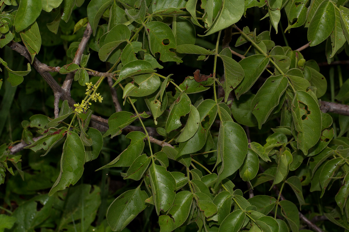 Lannea schweinfurthii var. tomentosa