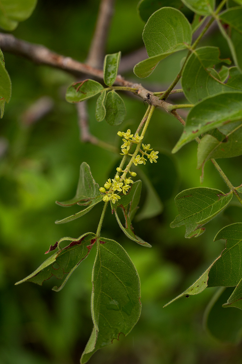 Lannea schweinfurthii var. tomentosa