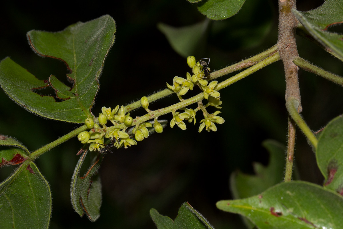 Lannea schweinfurthii var. tomentosa