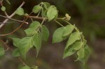 Lannea schweinfurthii var. tomentosa