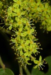 Lannea schweinfurthii var. tomentosa