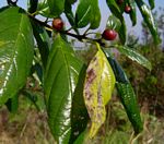 Rhamnus prinoides