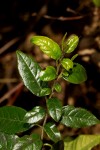 Rhamnus prinoides