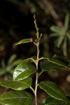 Rhamnus prinoides