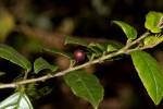 Rhamnus prinoides