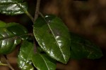 Rhamnus prinoides