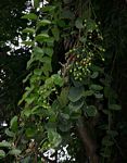 Cissus rotundifolia