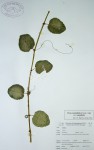 Cissus rotundifolia