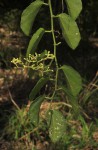 Cissus rotundifolia