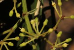 Cissus rotundifolia