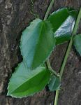 Cissus rotundifolia