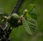 Grewia villosa