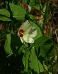 Pavonia senegalensis