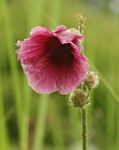 Hibiscus diversifolius subsp. rivularis