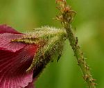 Hibiscus diversifolius subsp. rivularis