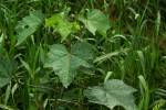 Hibiscus diversifolius subsp. rivularis