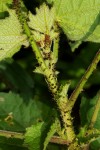 Hibiscus diversifolius subsp. rivularis