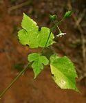 Hibiscus lobatus