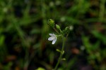 Hibiscus lobatus