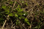 Hibiscus lobatus