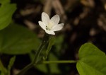 Hibiscus lobatus