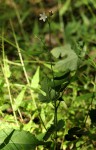 Hibiscus lobatus