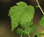 Hibiscus lobatus