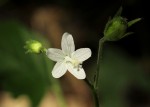 Hibiscus lobatus