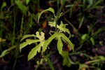 Hibiscus lobatus