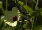 Hibiscus nigricaulis