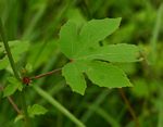 Hibiscus nigricaulis