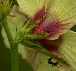 Hibiscus nigricaulis