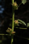 Hibiscus nigricaulis