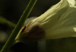 Hibiscus nigricaulis