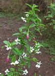 Hibiscus mutatus