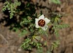 Hibiscus trionum