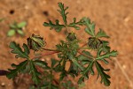 Hibiscus trionum