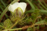 Hibiscus trionum