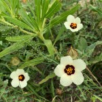 Hibiscus trionum