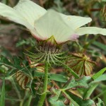 Hibiscus trionum