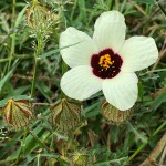 Hibiscus trionum