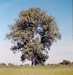 Sterculia africana