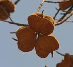 Sterculia africana