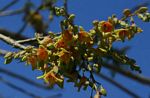 Sterculia africana